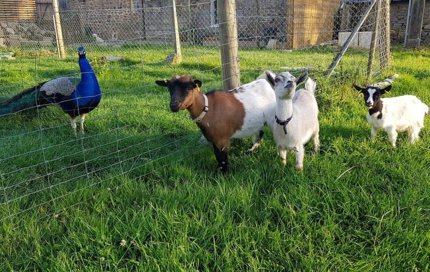 resort-medical-sousse-mini-ferme