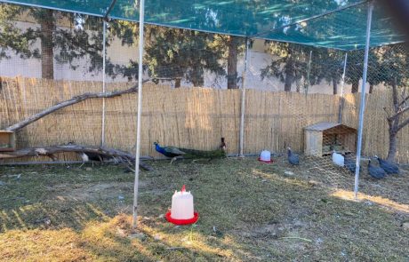 Des anumeaux à la ferme de Resort Medical Sousse