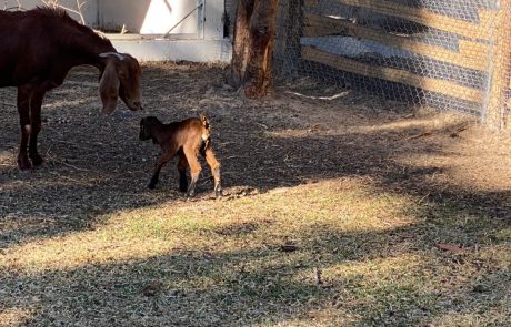 une chèvres en train de jouer